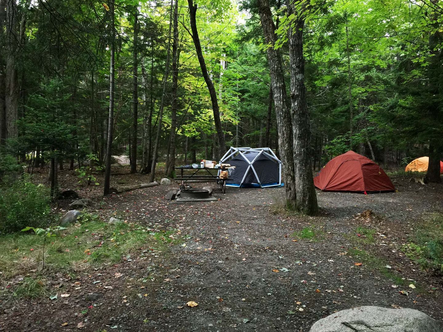 Tents among trees at Blackwoods Campground in Acadia