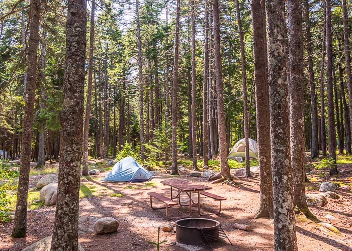 Tent campsite with picnic table and fire ring among tall pines at Blackwoods Campground