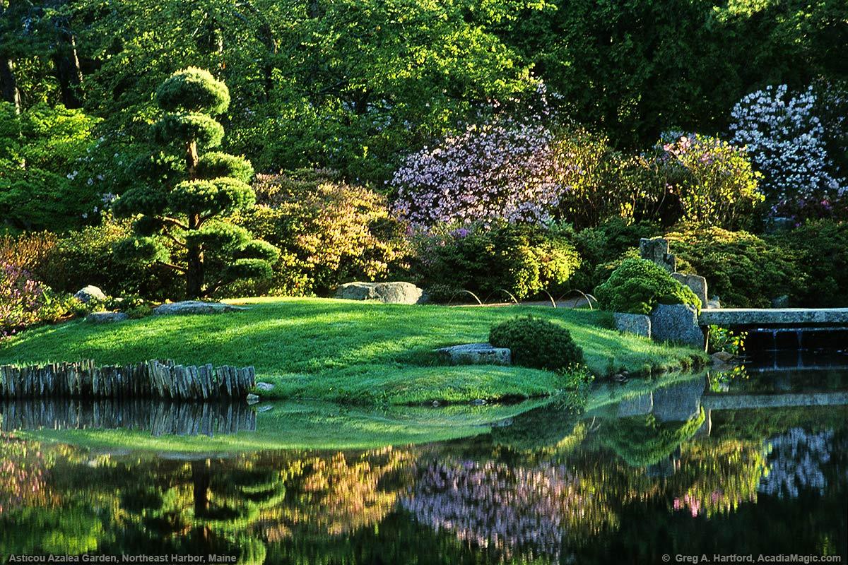 Asticou Azalea Garden in Northeast Harbor, Maine