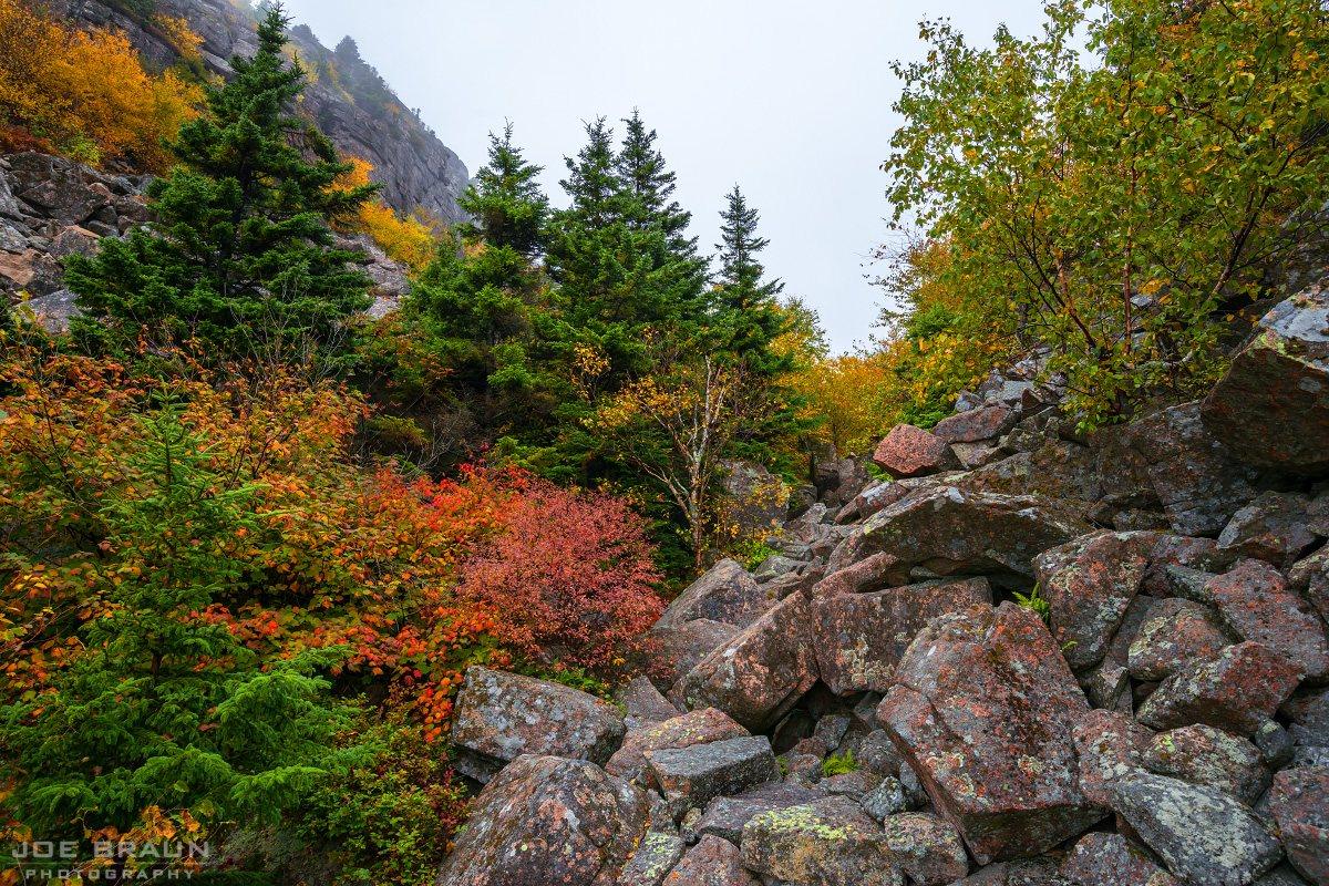 Scenery along A. Murray Young Path in Acadia National Park