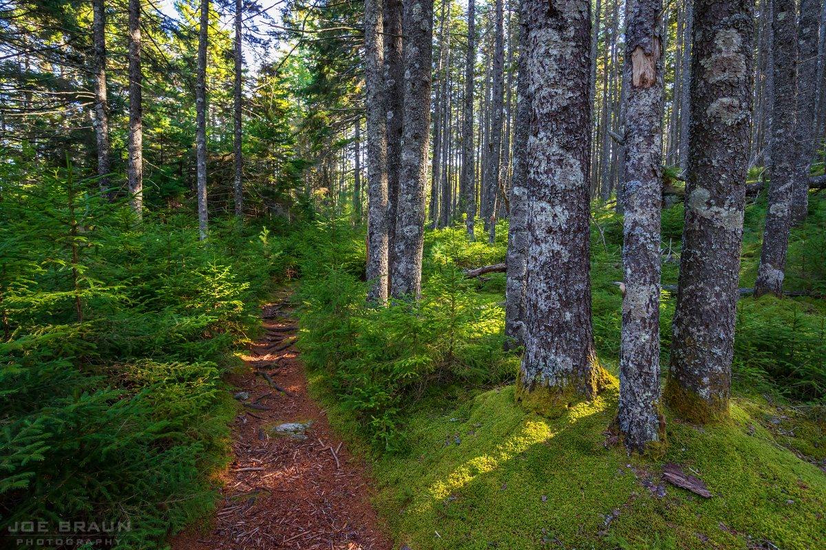 Scenery along Great Notch Trail in Acadia National Park