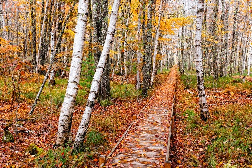Scenery along Jesup Path in Acadia National Park